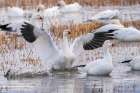 USA, New Mexico, Bosque Del Apache National Wildlife Refuge. snow goose landing splash. Art Print